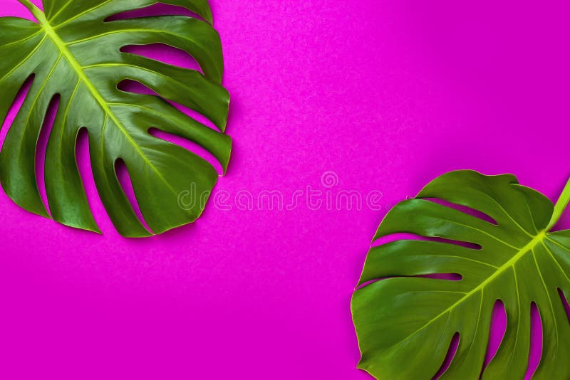 Green tropical palm leaf on pink colored background. Minimal flat lay style. Overhead, top view, copy space.