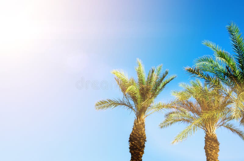 Green tropical palm trees over clear blue sky. Summer and travel concept. Holiday background. Palm leaves and branches stock photo Green tropical palm trees over clear blue sky. Summer and travel concept. Holiday background. Palm leaves and branches stock photo