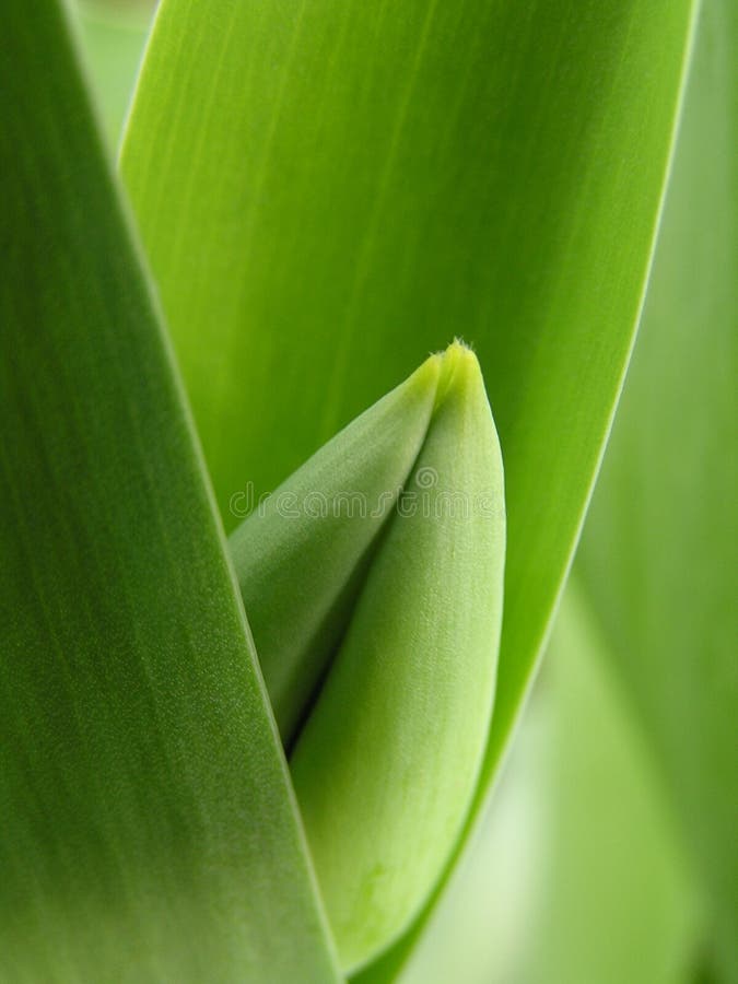 Green Tulip