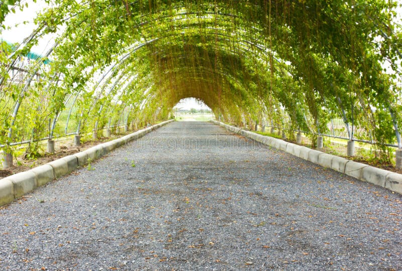 Live Green Tunnel Made from with Plants Stock Image Image of