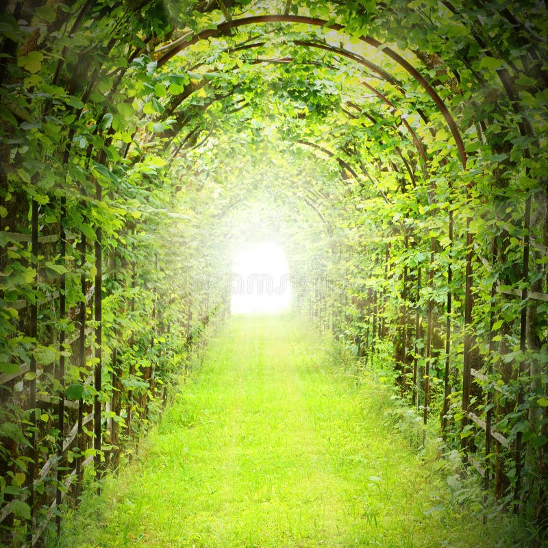 Green tunnel with sun rays in fresh spring foliage. Way to nature. Natural background from beautiful garden. Green tunnel with sun rays in fresh spring foliage. Way to nature. Natural background from beautiful garden.