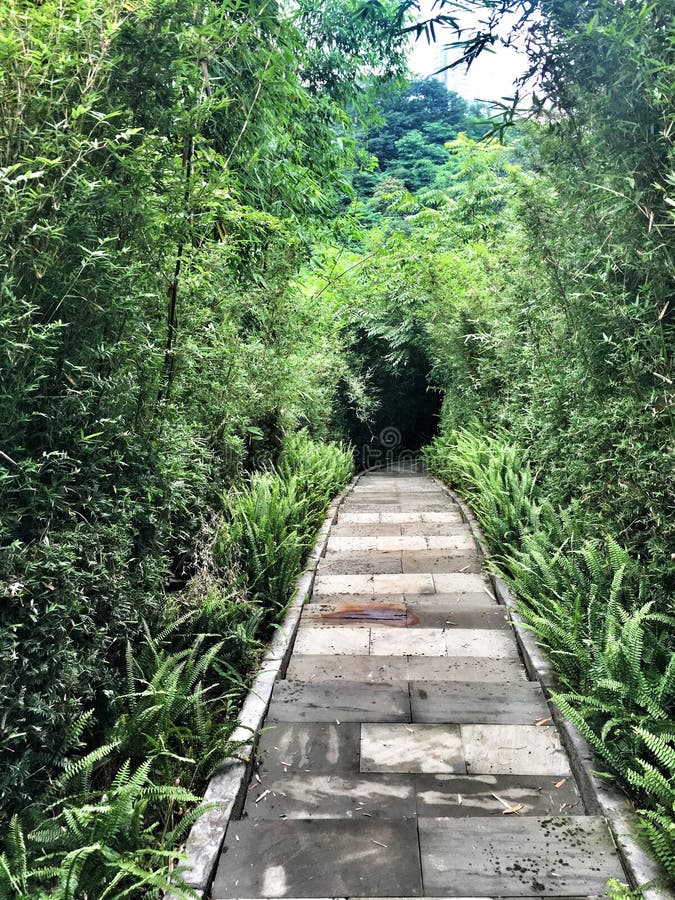 Green tunnels stock photo. Image of green, tunnels, leaves 72400314