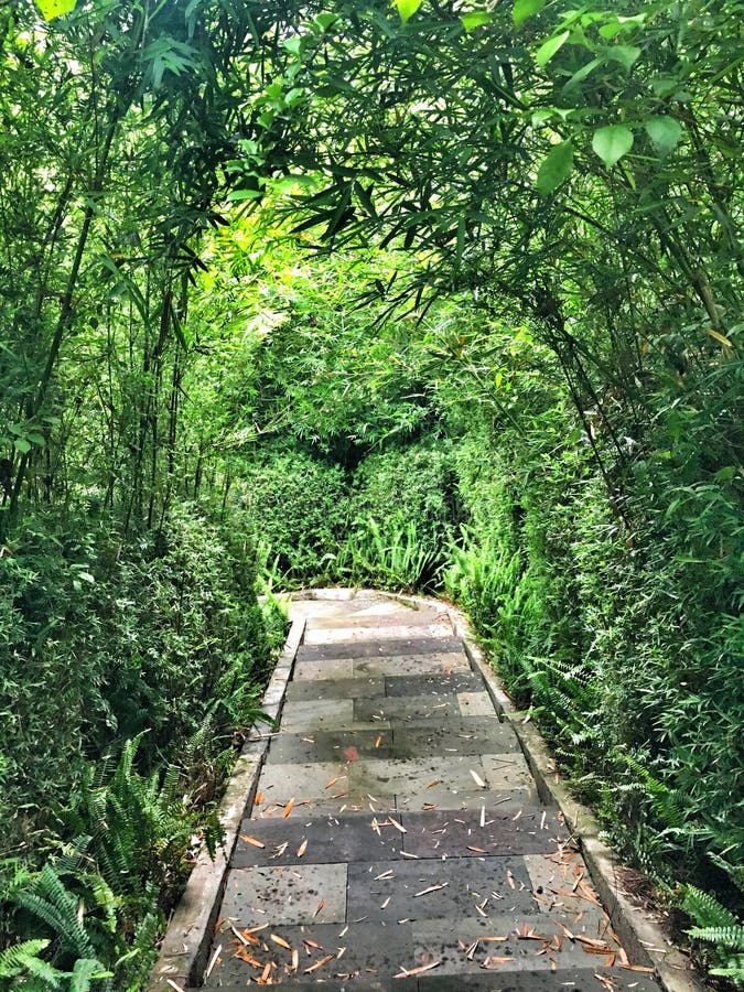 Green tunnels stock image. Image of garden, tunnel, walkway 72400315