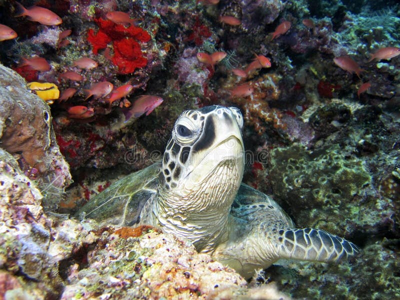 Green Turtle stock photo