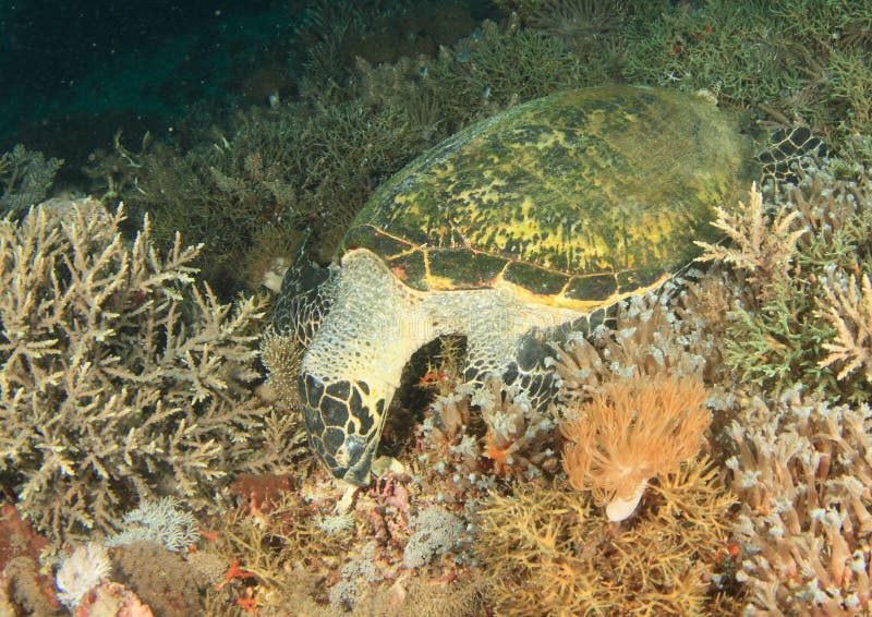 Green turtle