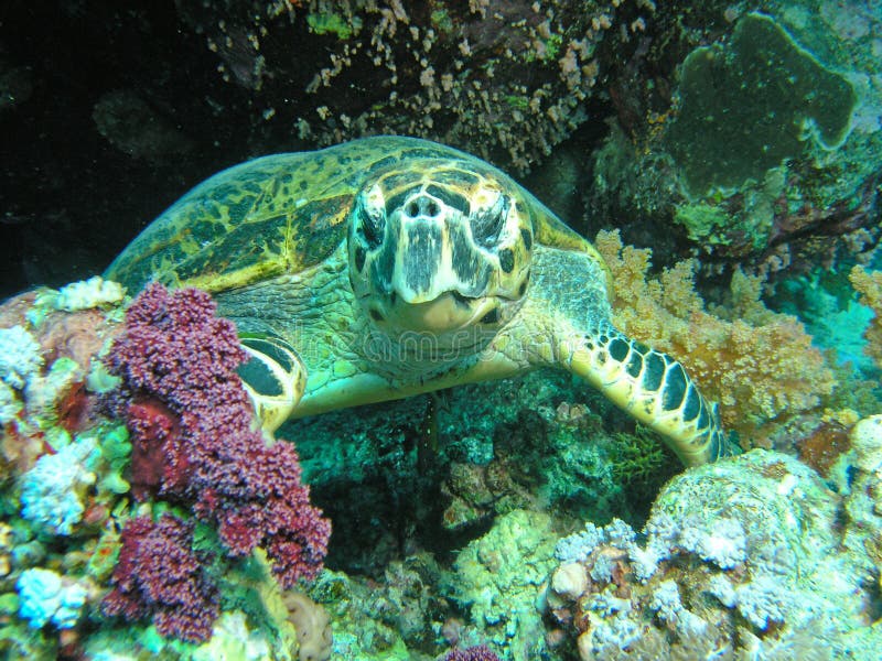 Green Turtle