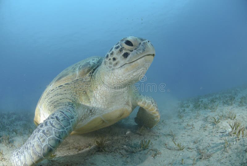 Green turtle on a bed of seagrass.