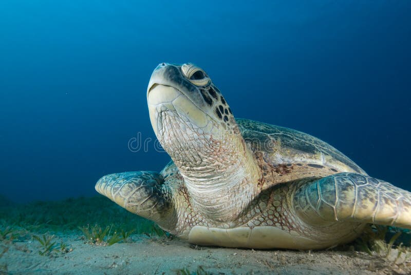 Green turtle (Chelonia mydas)