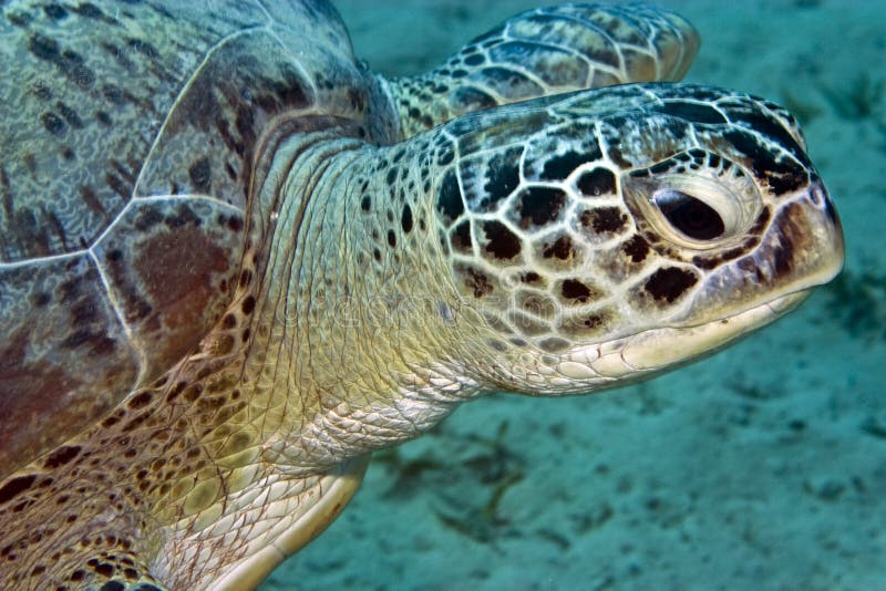 Green turtle (chelonia mydas) royalty free stock images Green turtle (chelonia mydas) royalty free stock images