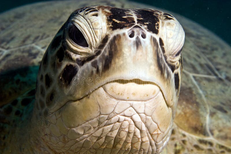 Green turtle (chelonia mydas)