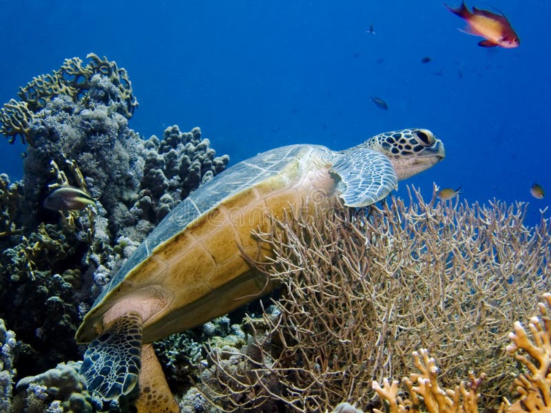 Green Turtle on coral