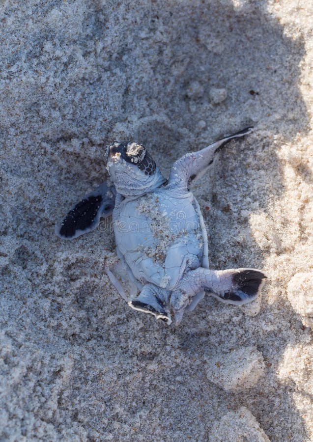 Sea turtles emerge from nest on Vanderbilt Beach in North 