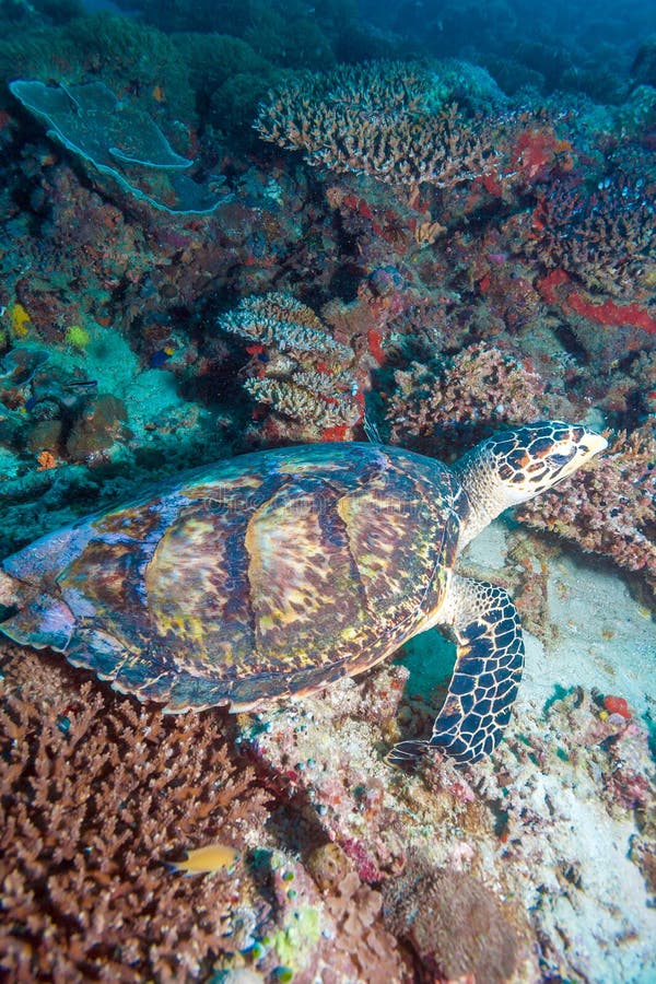 Green turtle laying on coral seabed Maldives royalty free stock photography Green turtle laying on coral seabed Maldives royalty free stock photography