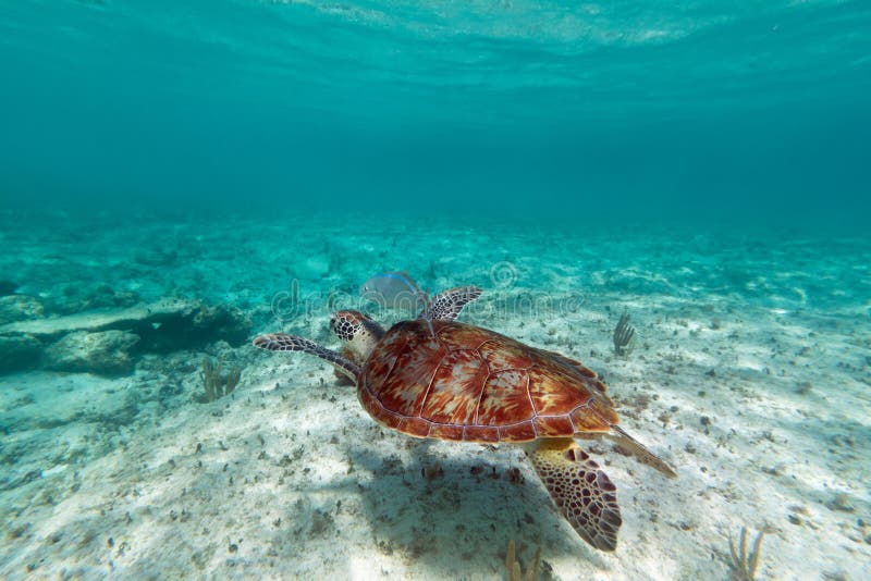 Green turtle in nature royalty free stock photography Green turtle in nature royalty free stock photography