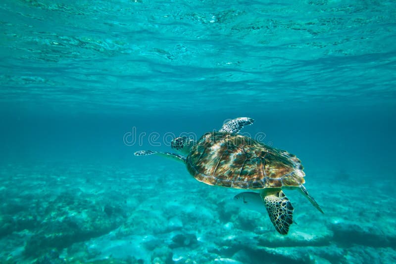 Green turtle in nature royalty free stock photo Green turtle in nature royalty free stock photo