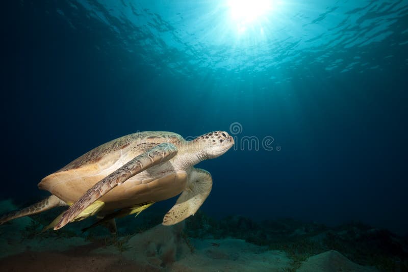 Green turtle and ocean. stock photography Green turtle and ocean. stock photography