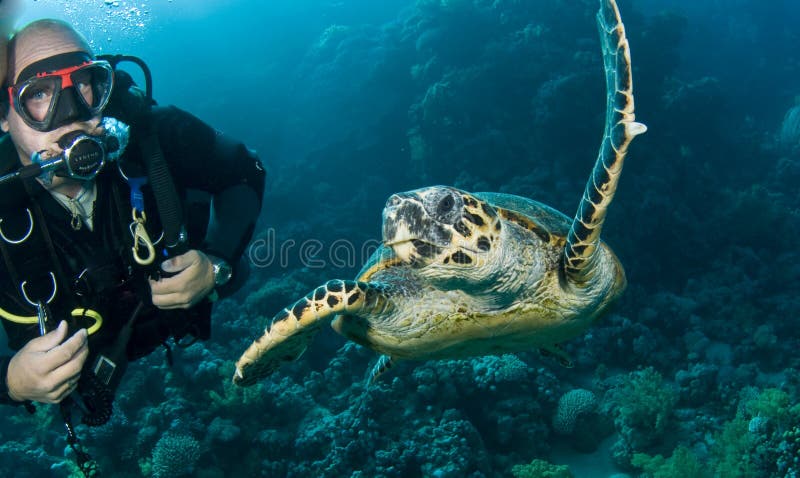 Green turtle with scuba diver swimming royalty free stock photo Green turtle with scuba diver swimming royalty free stock photo