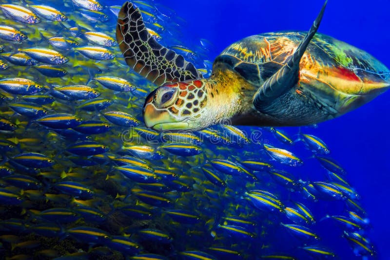 Green turtle stock images Green turtle stock images