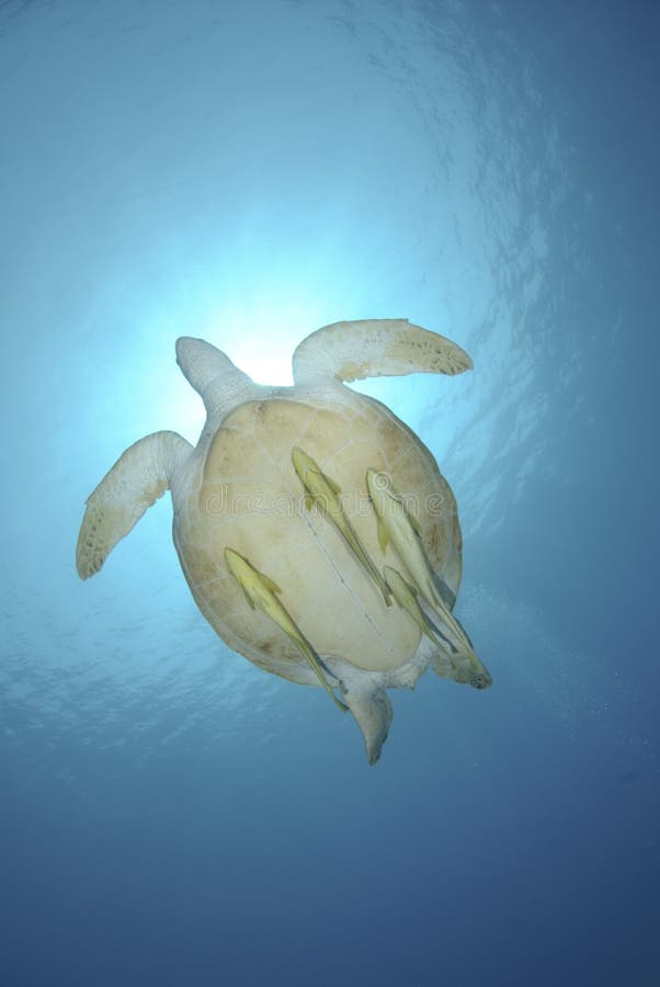 Green turtle swimming towards the ocean surface.