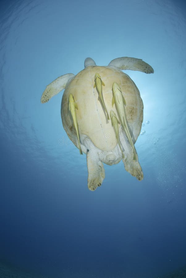 Green turtle swimming towards the ocean surface.