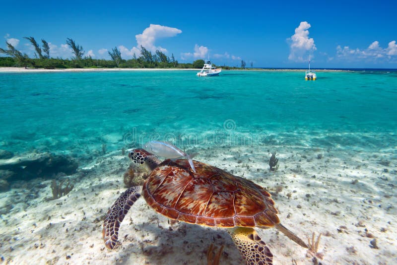 Green turtle underwater in Mexican scenery royalty free stock images Green turtle underwater in Mexican scenery royalty free stock images