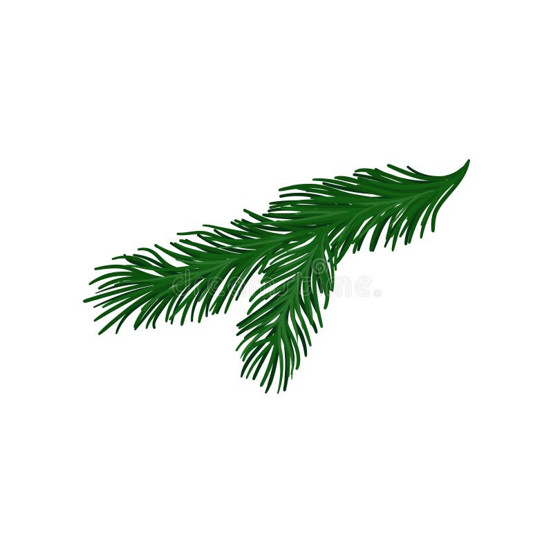 Green twig of fir tree with short spines. Christmas plant. Natural object. Flat vector for holiday poster or postcard stock illustration Green twig of fir tree with short spines. Christmas plant. Natural object. Flat vector for holiday poster or postcard stock illustration