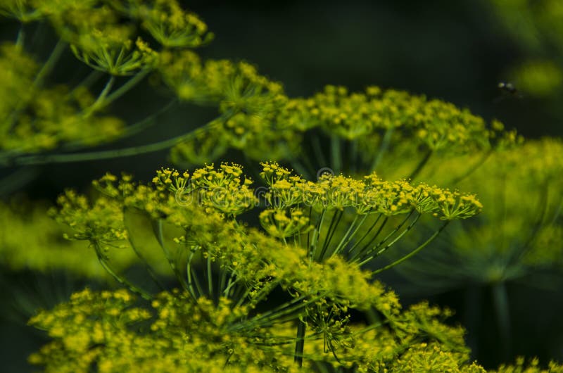 Green umbrellas of dill flowers grow in the summer garden royalty free stock photos Green umbrellas of dill flowers grow in the summer garden royalty free stock photos
