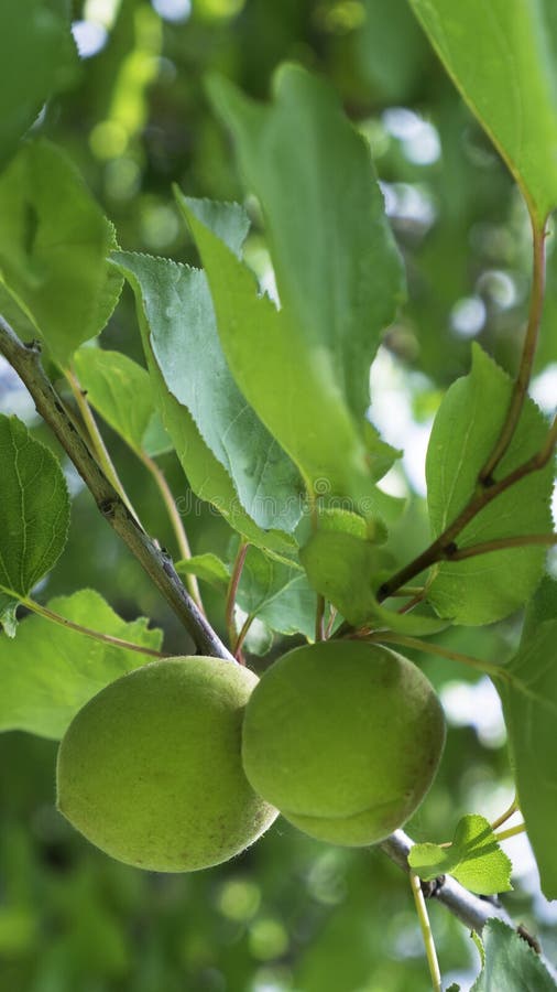 Green Unripe Apricots on a Tree Branch Stock Image Image of