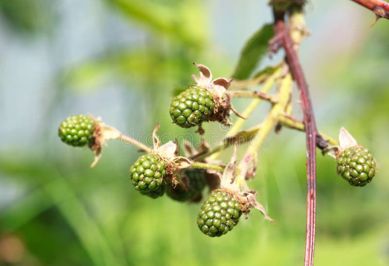 Green Unripe Blackberries. One is in Focus, the Other are Slight Stock