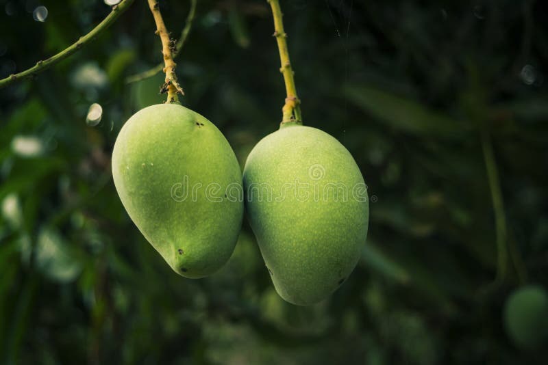 Unripe Mango Tropical Fruit Hanging on Tree. Mahachanok Mango on Tree