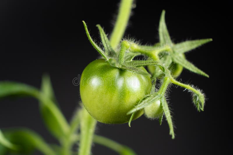 A Green Unripe Tomato on a Branch on a Black Background. Growing