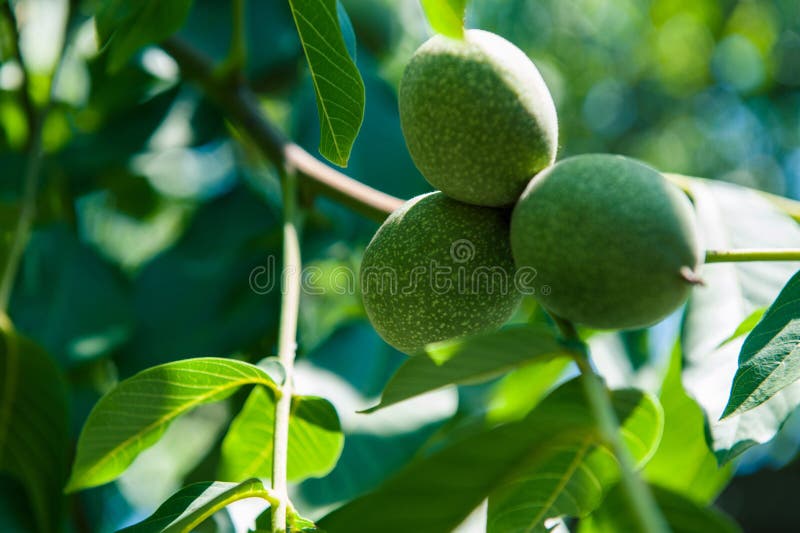 Green unripe walnuts hang on a branch. royalty free stock photos Green unripe walnuts hang on a branch. royalty free stock photos