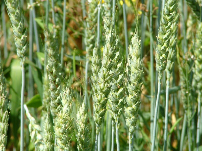 An Unripe Wheat Field and a Blue Sky Above it Stock Photo - Image of ...