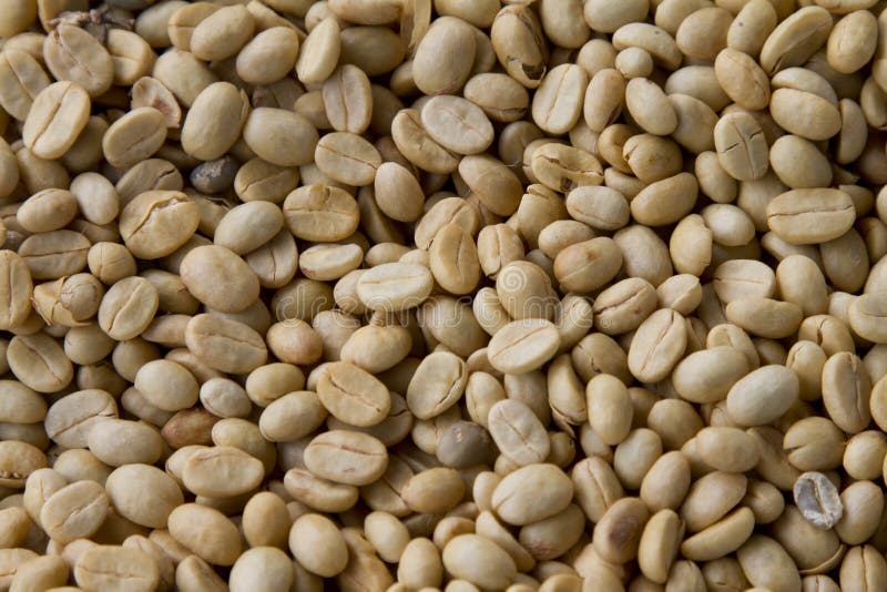 Green robusta coffee beans stock photo. Image of espresso 1980942