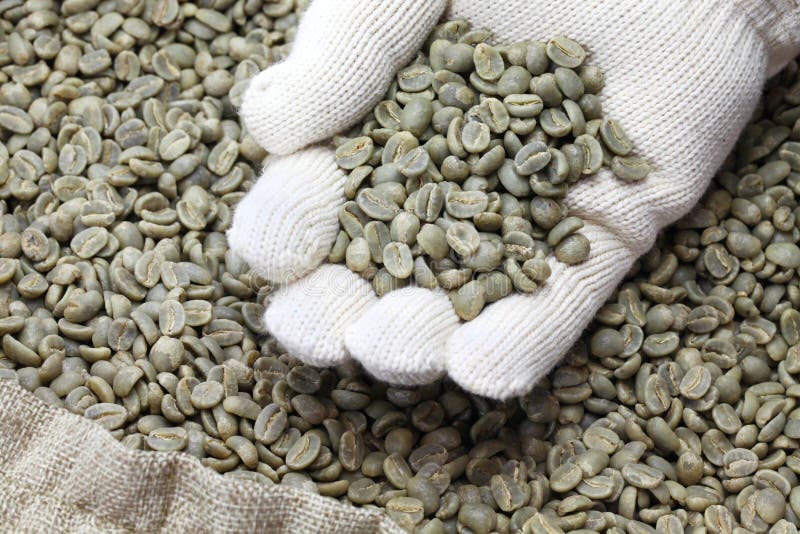 Green Unroasted Coffee Beans Stock Image Image of jute, close 179850829