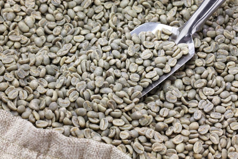 Green Unroasted Coffee Beans Stock Photo Image of scoop, canvas