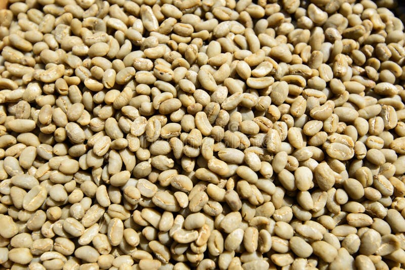 Green Unroasted Coffee Beans Stock Photo Image of green, yrga 34147700