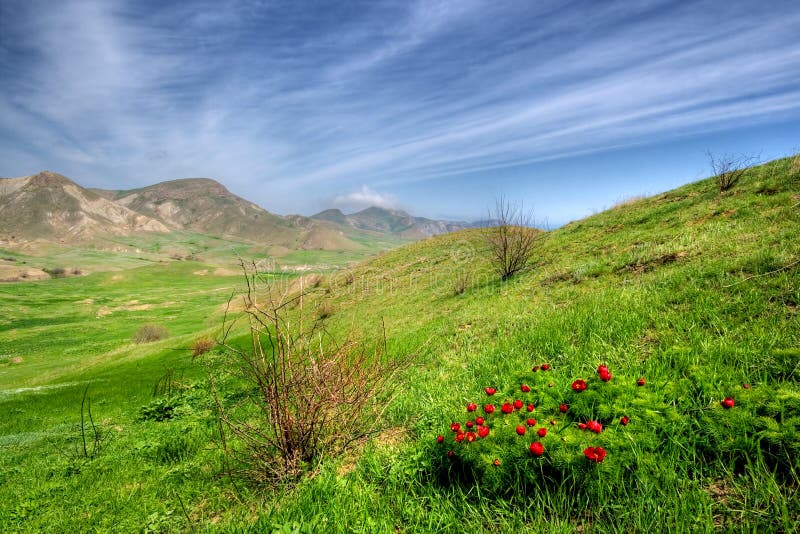 Green valley with wild flowers