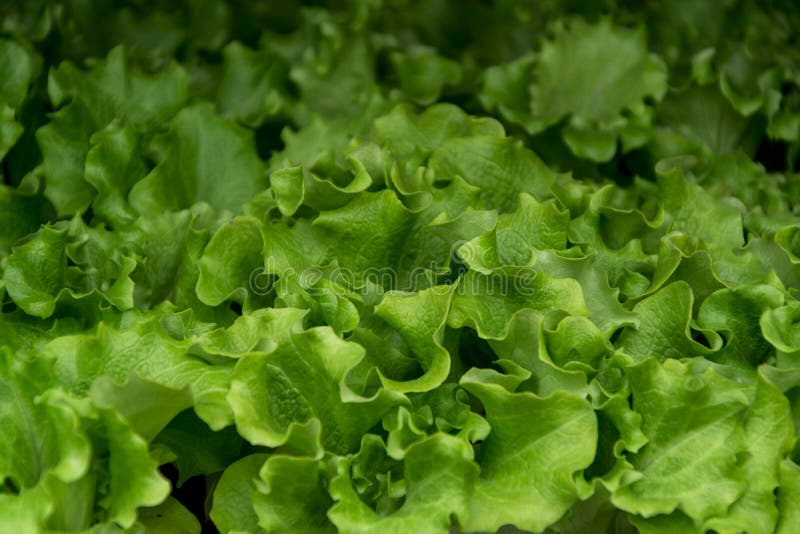Green Lettuce Seedlings, Spring Cultivation Stock Image - Image of ...