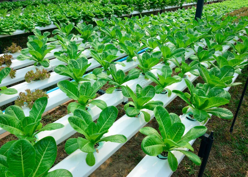 Green vegetable in farm