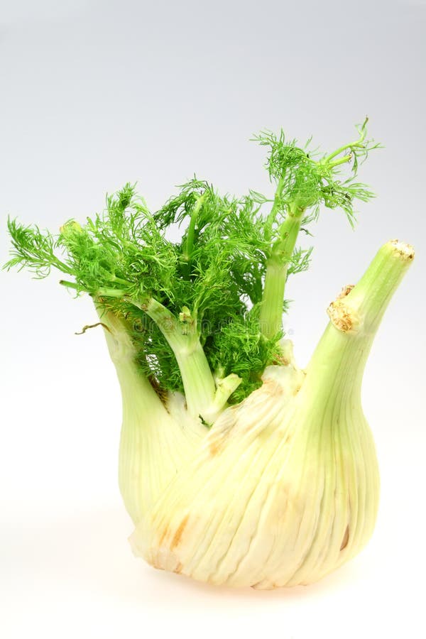 Green Vegetable Fennel Royalty Free Stock Photos Image 15317238