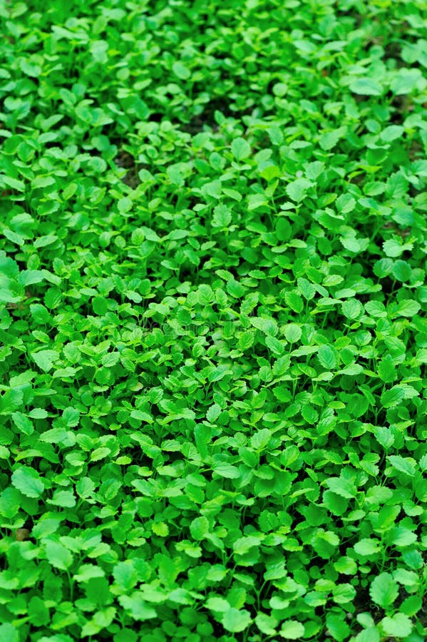 Green vegetable field stock image. Image of farm, nature 32351265