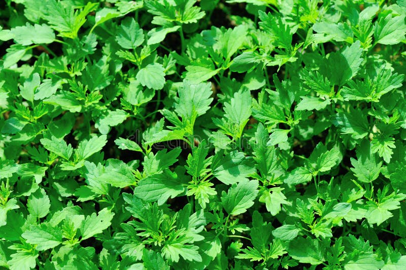 Green vegetable field stock photo. Image of growing, garden 32351240