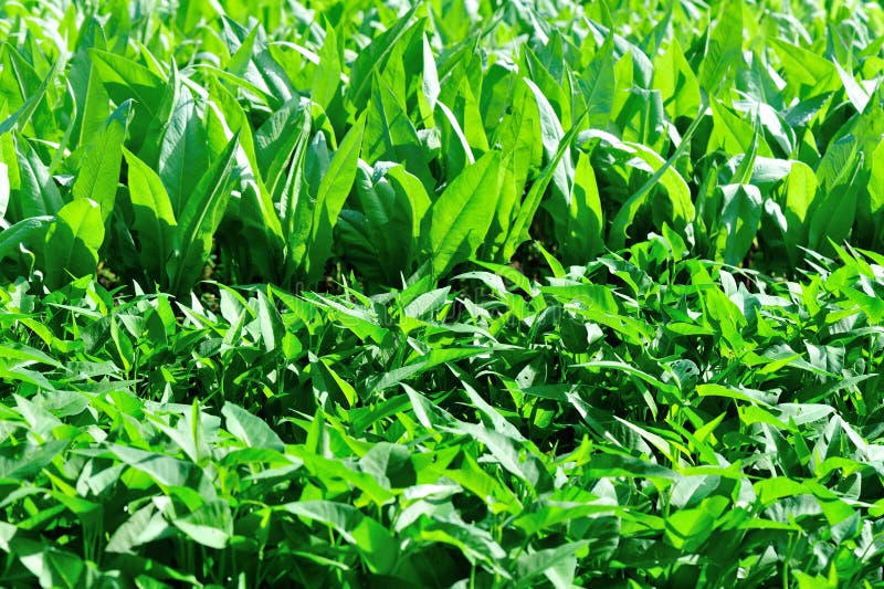 Green vegetable field stock photo. Image of seasonal 32351170