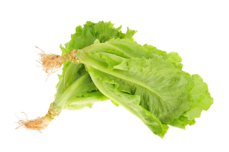 Vegetable Lettuce Salad. Olive Oil Pouring into Bowl of Salad. Italian