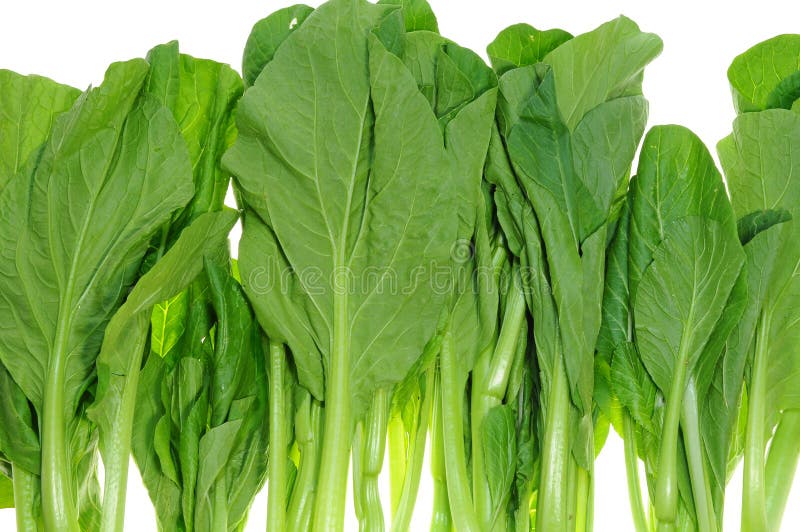 Chinese vegetablechye sim stock photo. Image of fresh 4538854