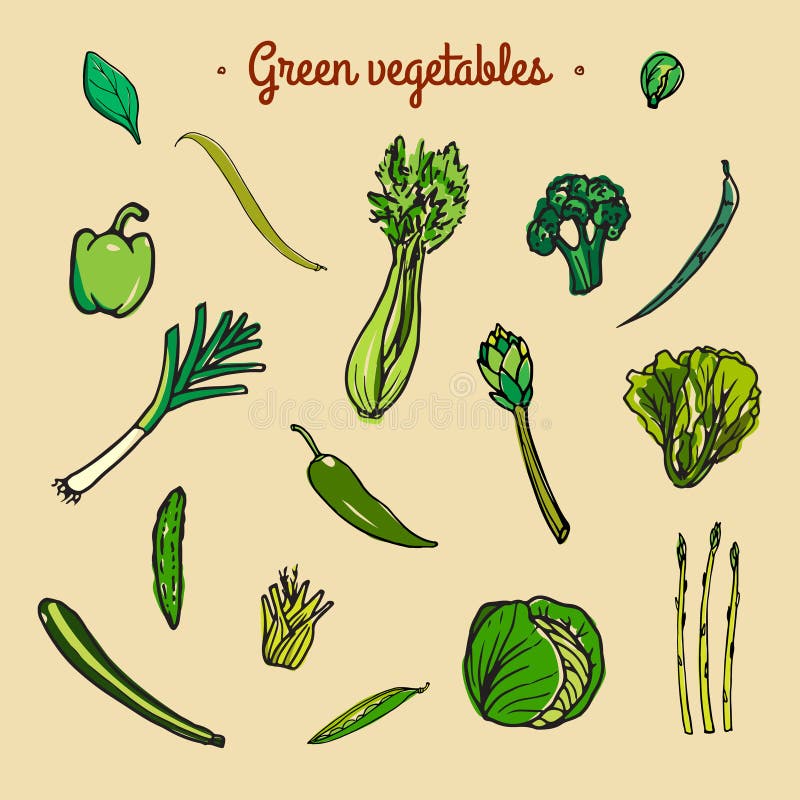 Green vegetables sketch stock vector. Illustration of drawing - 66241156