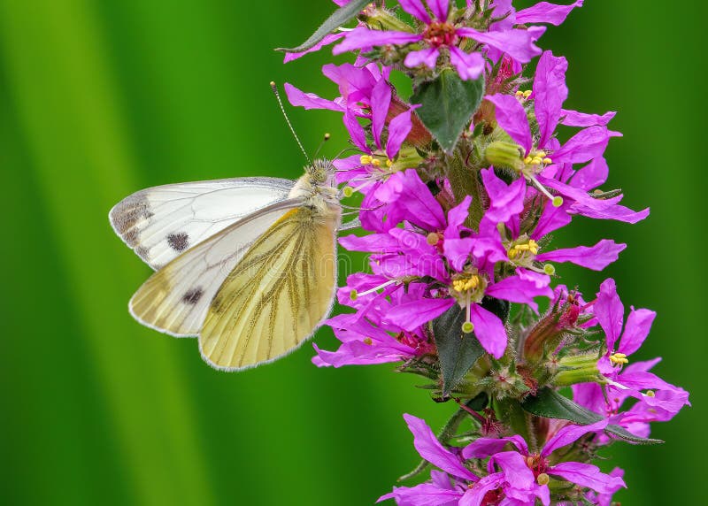 Green-veined White Butterfly - Pieris napi feeding on Purple-loosestrife.
