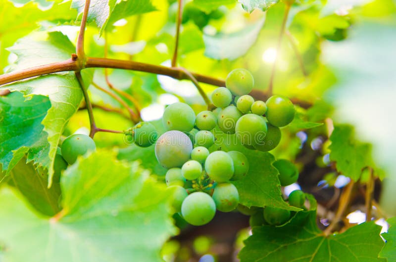 Vine branch stock photo. Image of growing, autumn, grape 122169356