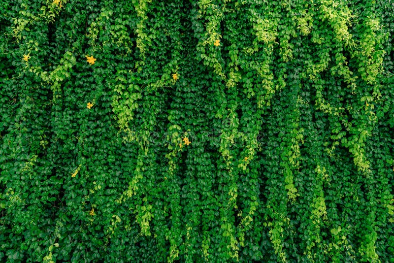 Green vine eco wall. Green creeping plant with wet leaves climbing on wall after rain. Green leaves texture background. Green